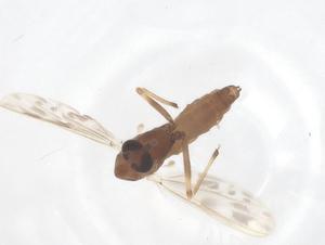  ( - CBG-B22403-G01)  @11 [ ] CreativeCommons - Attribution Share - Alike (2025) Centre for Biodiversity Genomics Centre for Biodiversity Genomics