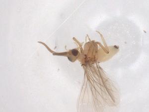  (Coniopteryx alticola - CBG-B22404-G09)  @11 [ ] CreativeCommons - Attribution Share - Alike (2025) Centre for Biodiversity Genomics Centre for Biodiversity Genomics