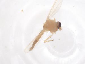  (Harnischia tenuitubercula - CBG-B22407-E01)  @11 [ ] CreativeCommons - Attribution Share - Alike (2025) Centre for Biodiversity Genomics Centre for Biodiversity Genomics