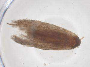  ( - CBG-B22409-B11)  @11 [ ] CreativeCommons - Attribution Share - Alike (2025) Centre for Biodiversity Genomics Centre for Biodiversity Genomics