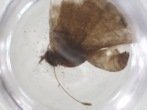  ( - CBG-B22417-F02)  @11 [ ] CreativeCommons - Attribution Share - Alike (2025) Centre for Biodiversity Genomics Centre for Biodiversity Genomics