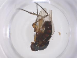  ( - CBG-B22443-A05)  @11 [ ] CreativeCommons - Attribution Share - Alike (2025) Centre for Biodiversity Genomics Centre for Biodiversity Genomics