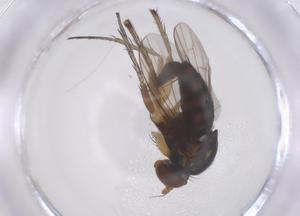  ( - CBG-B22607-D07)  @11 [ ] CreativeCommons - Attribution Share - Alike (2025) Centre for Biodiversity Genomics Centre for Biodiversity Genomics