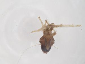  ( - CBG-B22608-A07)  @11 [ ] CreativeCommons - Attribution Share - Alike (2025) Centre for Biodiversity Genomics Centre for Biodiversity Genomics