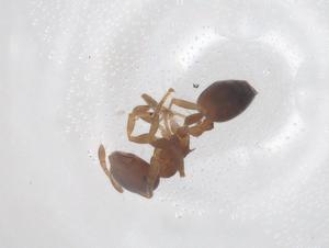  ( - CBG-B22608-G08)  @11 [ ] CreativeCommons - Attribution Share - Alike (2025) Centre for Biodiversity Genomics Centre for Biodiversity Genomics