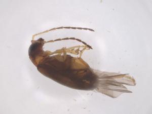  ( - CBG-B22611-B09)  @11 [ ] CreativeCommons - Attribution Share - Alike (2025) Centre for Biodiversity Genomics Centre for Biodiversity Genomics