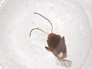  ( - CBG-B23556-A08)  @11 [ ] CreativeCommons - Attribution Share - Alike (2025) Centre for Biodiversity Genomics Centre for Biodiversity Genomics