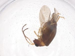  ( - CBG-B23556-E01)  @11 [ ] CreativeCommons - Attribution Share - Alike (2025) Centre for Biodiversity Genomics Centre for Biodiversity Genomics