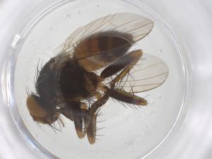  ( - CBG-B23562-A01)  @11 [ ] CreativeCommons - Attribution Share - Alike (2025) Centre for Biodiversity Genomics Centre for Biodiversity Genomics