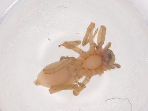  ( - CBG-B23568-E08)  @11 [ ] CreativeCommons - Attribution Share - Alike (2025) Centre for Biodiversity Genomics Centre for Biodiversity Genomics