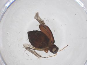  ( - CBG-B23766-F06)  @11 [ ] CreativeCommons - Attribution Share - Alike (2025) Centre for Biodiversity Genomics Centre for Biodiversity Genomics