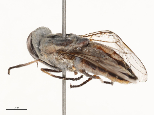  ( - CBG-B23814-F10)  @11 [ ] CreativeCommons - Attribution Share - Alike (2025) CBG Photography Group Centre for Biodiversity Genomics