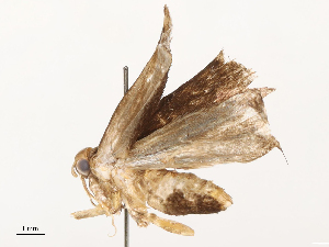  ( - CBG-B23819-D09)  @11 [ ] CreativeCommons - Attribution Share - Alike (2025) CBG Photography Group Centre for Biodiversity Genomics