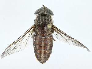  (Tabanus rubidus - BIOUG97769-F05)  @11 [ ] CreativeCommons - Attribution (2023) CBG Photography Group Centre for Biodiversity Genomics