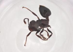  ( - CBG-B00269-B07)  @11 [ ] CreativeCommons - Attribution Share - Alike (2025) Centre for Biodiversity Genomics Centre for Biodiversity Genomics