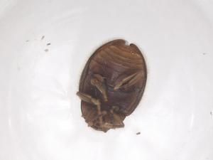  ( - CBG-B00270-C12)  @11 [ ] CreativeCommons - Attribution Share - Alike (2025) Centre for Biodiversity Genomics Centre for Biodiversity Genomics