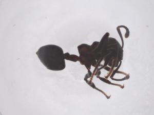  ( - CBG-B00344-A02)  @11 [ ] CreativeCommons - Attribution Share - Alike (2025) Centre for Biodiversity Genomics Centre for Biodiversity Genomics