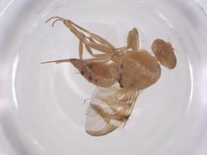  (Acidoxanthini - CBG-B00385-E03)  @11 [ ] CreativeCommons - Attribution Share - Alike (2025) Centre for Biodiversity Genomics Centre for Biodiversity Genomics