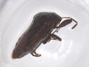  ( - CBG-B00385-H09)  @11 [ ] CreativeCommons - Attribution Share - Alike (2025) Centre for Biodiversity Genomics Centre for Biodiversity Genomics