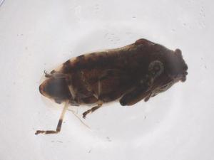  ( - CBG-B00386-F08)  @11 [ ] CreativeCommons - Attribution Share - Alike (2025) Centre for Biodiversity Genomics Centre for Biodiversity Genomics