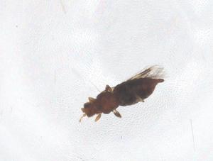  ( - CBG-B00389-C12)  @11 [ ] CreativeCommons - Attribution Share - Alike (2025) Centre for Biodiversity Genomics Centre for Biodiversity Genomics