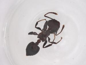  ( - CBG-B00390-A05)  @11 [ ] CreativeCommons - Attribution Share - Alike (2025) Centre for Biodiversity Genomics Centre for Biodiversity Genomics