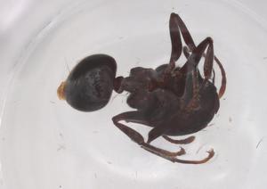  ( - CBG-B00390-A06)  @11 [ ] CreativeCommons - Attribution Share - Alike (2025) Centre for Biodiversity Genomics Centre for Biodiversity Genomics