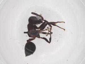  ( - CBG-B00390-A08)  @11 [ ] CreativeCommons - Attribution Share - Alike (2025) Centre for Biodiversity Genomics Centre for Biodiversity Genomics