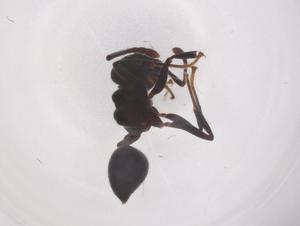  ( - CBG-B00390-A10)  @11 [ ] CreativeCommons - Attribution Share - Alike (2025) Centre for Biodiversity Genomics Centre for Biodiversity Genomics