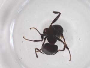  ( - CBG-B00390-C04)  @11 [ ] CreativeCommons - Attribution Share - Alike (2025) Centre for Biodiversity Genomics Centre for Biodiversity Genomics