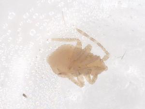  ( - CBG-B00393-C04)  @11 [ ] CreativeCommons - Attribution Share - Alike (2025) Centre for Biodiversity Genomics Centre for Biodiversity Genomics