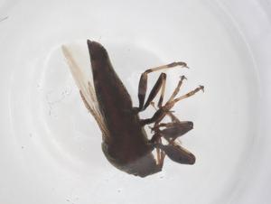  ( - CBG-B00411-A10)  @11 [ ] CreativeCommons - Attribution Share - Alike (2025) Centre for Biodiversity Genomics Centre for Biodiversity Genomics