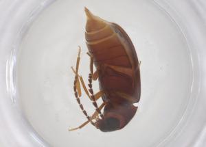  ( - CBG-B04427-A06)  @11 [ ] CreativeCommons - Attribution Share - Alike (2025) Centre for Biodiversity Genomics Centre for Biodiversity Genomics