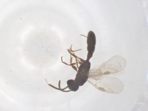  ( - CBG-B04427-B08)  @11 [ ] CreativeCommons - Attribution Share - Alike (2025) Centre for Biodiversity Genomics Centre for Biodiversity Genomics