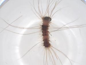  ( - CBG-B04427-E05)  @11 [ ] CreativeCommons - Attribution Share - Alike (2025) Centre for Biodiversity Genomics Centre for Biodiversity Genomics