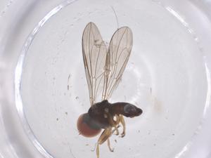  ( - CBG-B04431-F10)  @11 [ ] CreativeCommons - Attribution Share - Alike (2025) Centre for Biodiversity Genomics Centre for Biodiversity Genomics