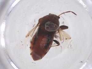  ( - CBG-B04434-G06)  @11 [ ] CreativeCommons - Attribution Share - Alike (2025) Centre for Biodiversity Genomics Centre for Biodiversity Genomics