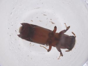  ( - CBG-B04434-G09)  @11 [ ] CreativeCommons - Attribution Share - Alike (2025) Centre for Biodiversity Genomics Centre for Biodiversity Genomics