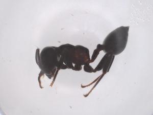  ( - CBG-B04444-B08)  @11 [ ] CreativeCommons - Attribution Share - Alike (2025) Centre for Biodiversity Genomics Centre for Biodiversity Genomics