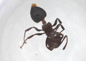  ( - CBG-B21868-A12)  @11 [ ] CreativeCommons - Attribution Share - Alike (2025) Centre for Biodiversity Genomics Centre for Biodiversity Genomics