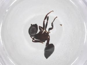  ( - CBG-B21868-B07)  @11 [ ] CreativeCommons - Attribution Share - Alike (2025) Centre for Biodiversity Genomics Centre for Biodiversity Genomics