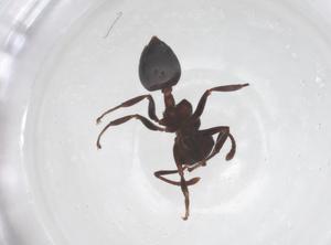  ( - CBG-B21868-B12)  @11 [ ] CreativeCommons - Attribution Share - Alike (2025) Centre for Biodiversity Genomics Centre for Biodiversity Genomics