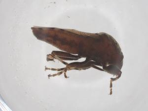  ( - CBG-B21869-F04)  @11 [ ] CreativeCommons - Attribution Share - Alike (2025) Centre for Biodiversity Genomics Centre for Biodiversity Genomics