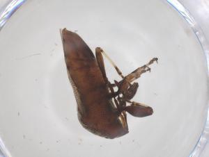  ( - CBG-B21869-F10)  @11 [ ] CreativeCommons - Attribution Share - Alike (2025) Centre for Biodiversity Genomics Centre for Biodiversity Genomics