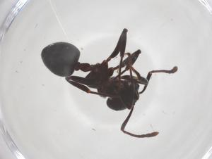  ( - CBG-B21869-G02)  @11 [ ] CreativeCommons - Attribution Share - Alike (2025) Centre for Biodiversity Genomics Centre for Biodiversity Genomics