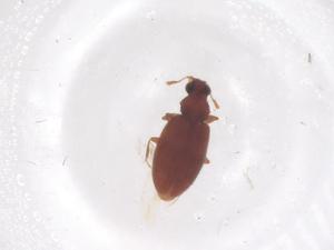  ( - CBG-B21870-E10)  @11 [ ] CreativeCommons - Attribution Share - Alike (2025) Centre for Biodiversity Genomics Centre for Biodiversity Genomics