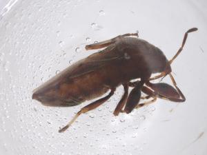  ( - CBG-B21871-A03)  @11 [ ] CreativeCommons - Attribution Share - Alike (2025) Centre for Biodiversity Genomics Centre for Biodiversity Genomics