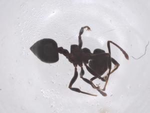  ( - CBG-B21872-G07)  @11 [ ] CreativeCommons - Attribution Share - Alike (2025) Centre for Biodiversity Genomics Centre for Biodiversity Genomics