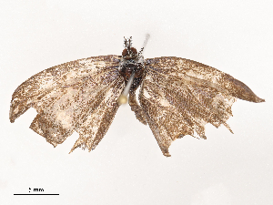  ( - CBG-B21963-D11)  @11 [ ] CreativeCommons - Attribution Share - Alike (2025) CBG Photography Group Centre for Biodiversity Genomics