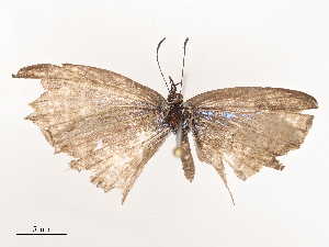  ( - CBG-B21963-D12)  @11 [ ] CreativeCommons - Attribution Share - Alike (2025) CBG Photography Group Centre for Biodiversity Genomics